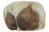 Wide Plate with Two Fossil Leaves (Two Species) - Montana #262695-1